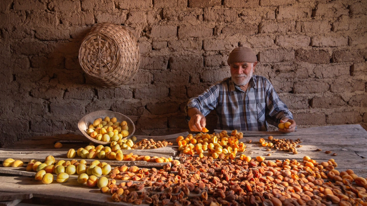 Malatya 2026 Yılı Kayısı Hasat Sezonu Tamamlandı