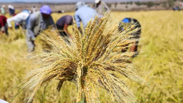 Çeltik Alım Fiyatları Belli Oldu Alımlar 15 Ekim’de Başlıyor