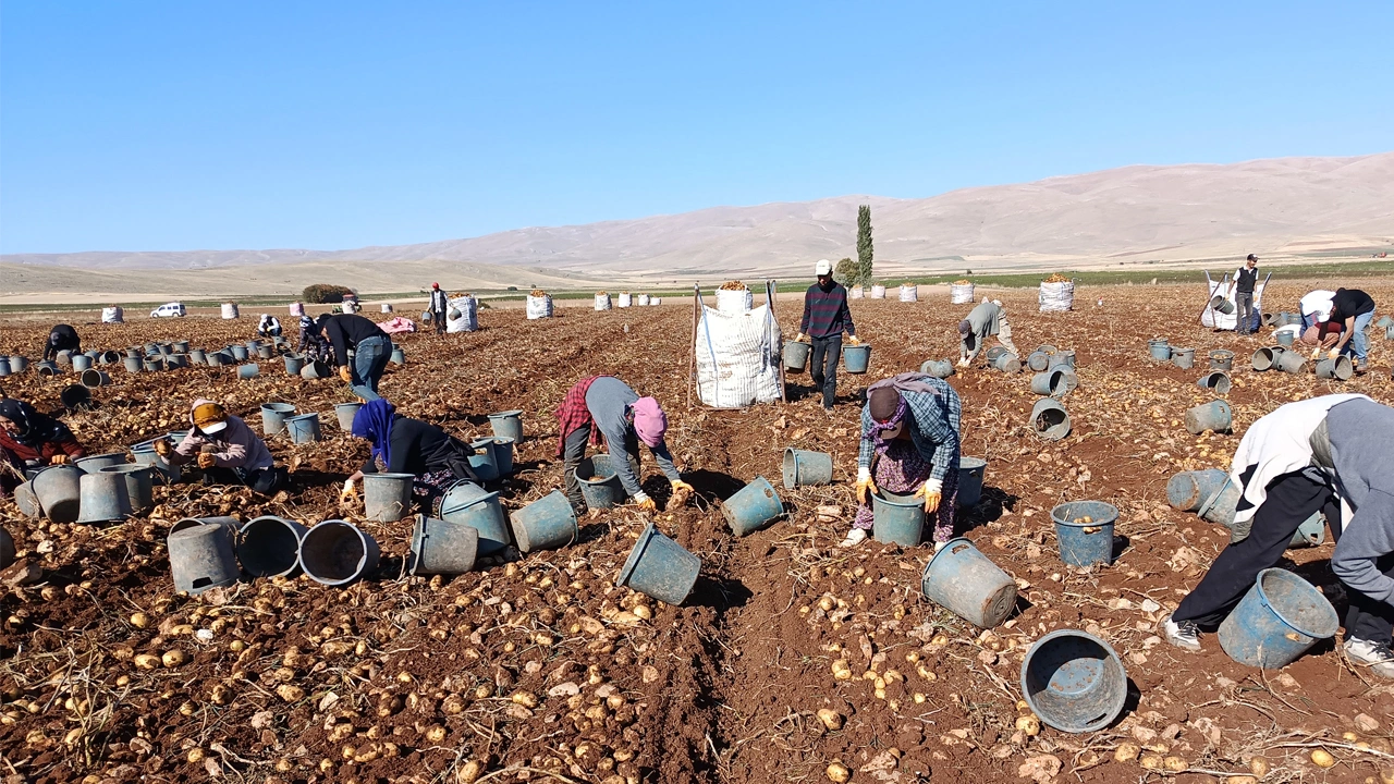 Darende’de Patates Bereketi! 20 Bin Ton Rekolte Bekleniyor