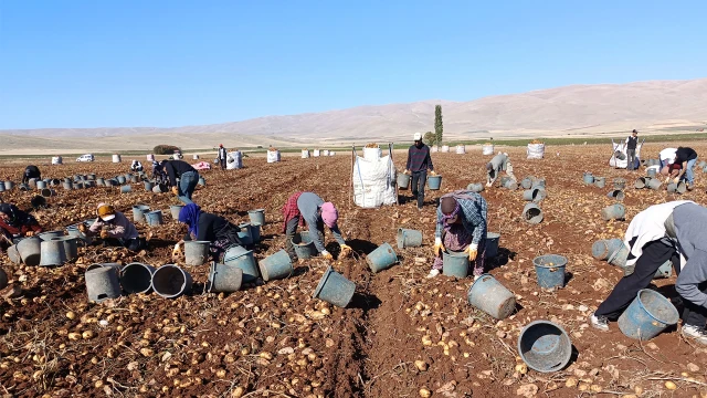 Darende’de Patates Bereketi! 20 Bin Ton Rekolte Bekleniyor