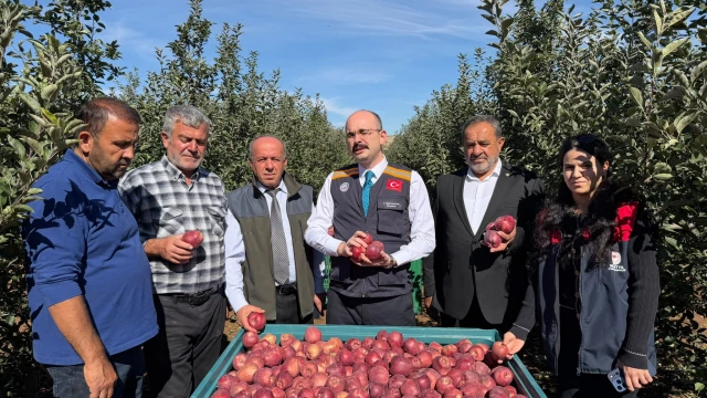 Doğanşehir’de Elma Hasadı Başladı: 16 Bin Ton Bekleniyor — Fotoğraf 3