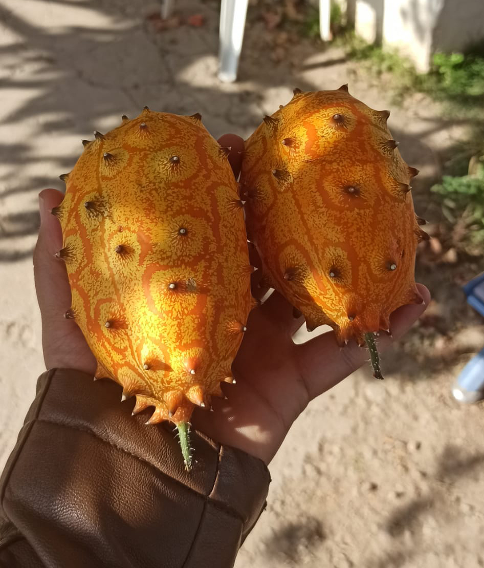Boynuzlu Kavun Kiwano Arapgir'de Yetişiyor!