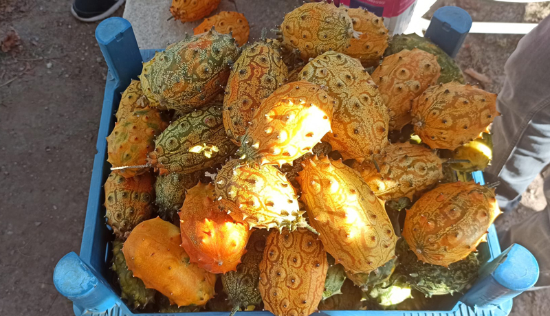 Boynuzlu Kavun Kiwano Arapgir'de Yetişiyor!