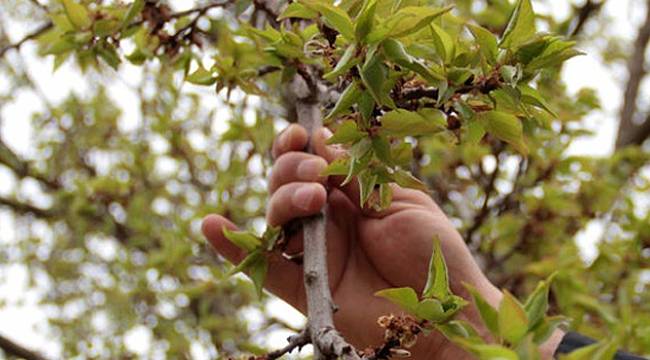 Malatya'da Kayısı Don Zararı Yaşandı