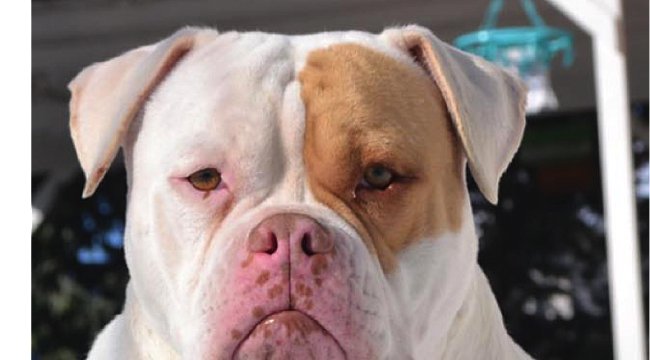 Köpek Dünyasının Yumuşak Kalpli Gladyatörleri Türkiye'de