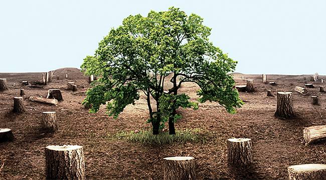 Fırat Elektrik Ağaç Kesimi İçin Uyardı