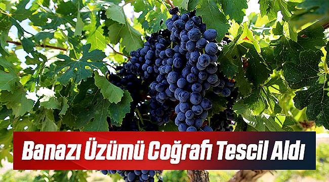 Malatya Banazı Üzümü Coğrafi Tescil Aldı