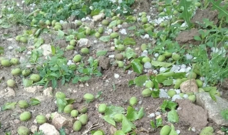 Akçadağ'da Yağan Dolu Kayısı Bırakmadı!