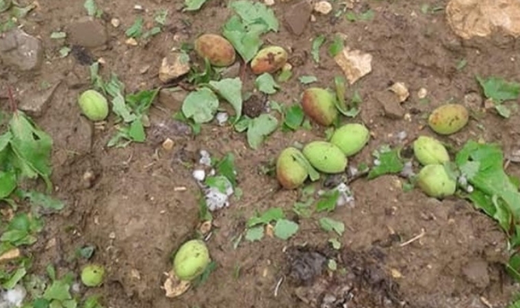Malatya'da Etkili Dolu Yağışı Kayısı Bırakmadı!