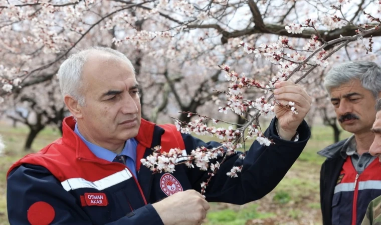 Malatya’da Kayısı Üreticisi’nin Eli Yüreğinde!
