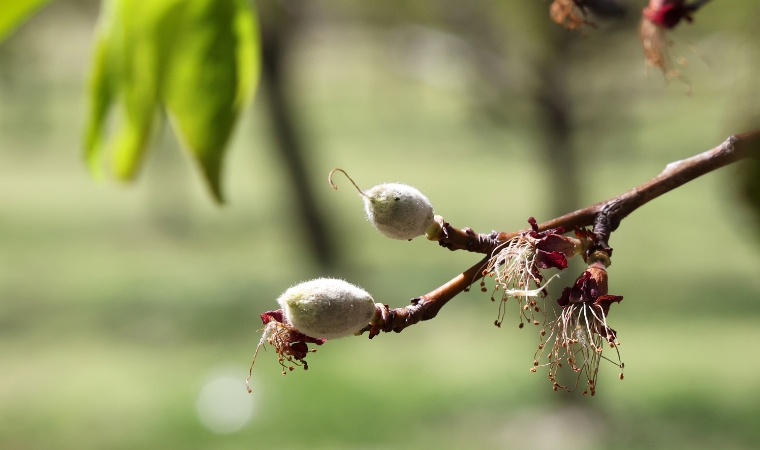 Malatya'da Kayısı Üreticileri İlk Şoku Yaşadı!