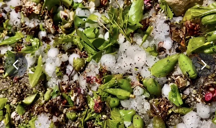 Malatya’da Kayısı’ya Dolu Darbesi!