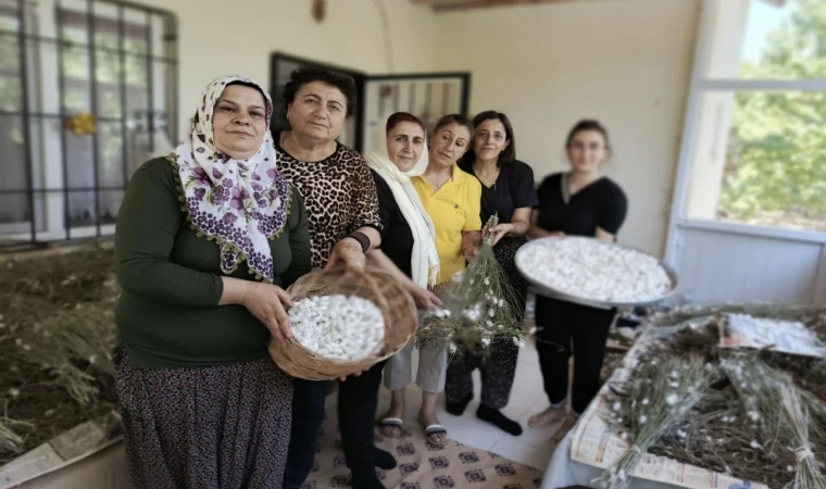 Hekimhan'lı Kadınlar İpek Böceği Yetiştiriciliğine Yöneldi