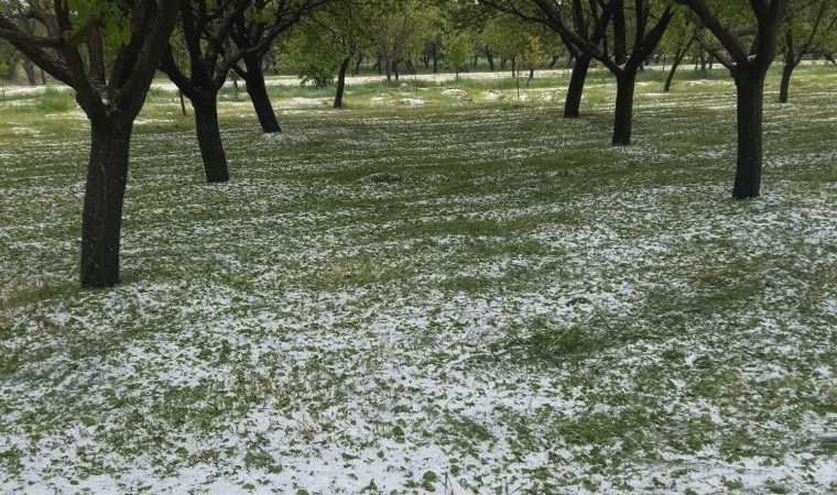 Malatya'da Dolu Yağışı Kayısı Bahçelerini Vurdu!