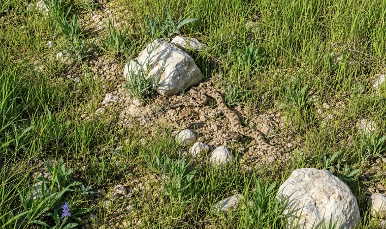 Malatya’da Yaz Gelmeden Yılanlar Ortaya Çıktı!