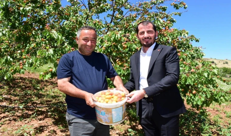 Malatya’da Yılın İlk Kayısısı Pütürge’den Geldi!