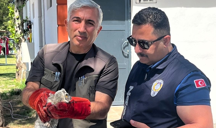 Battalgazi Zabıtası Bulduğu Yavru Baykuşu Koruma Altına Aldı