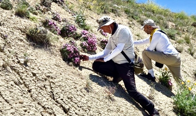 Darende'de Endemik Türler ve Yeni Bulgular Çıktı