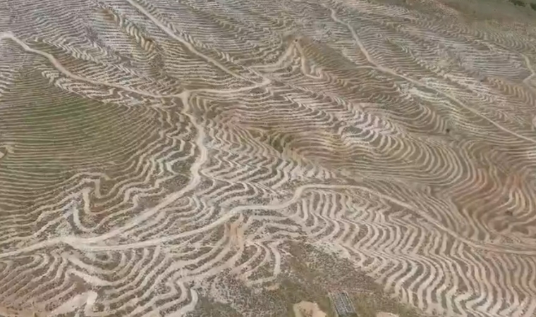 Doğanşehir'in Dağları Ormana Dönüşecek!