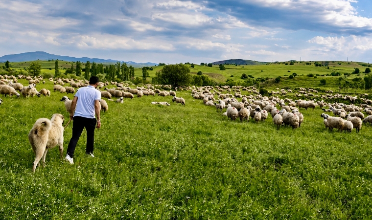 Malatya'da 150 Bin Lira Maaş'la Çoban Aranıyor!