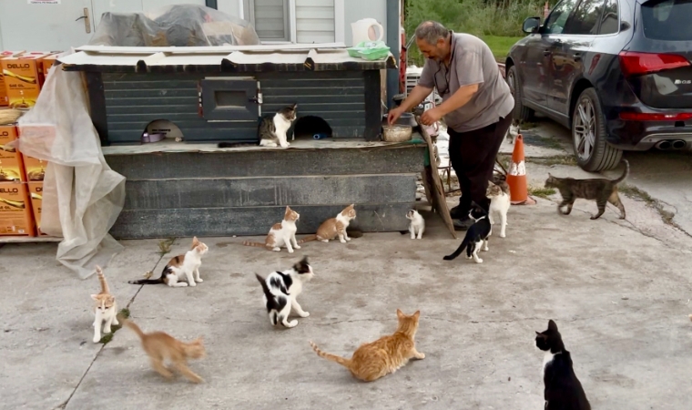 Malatya'da Eşi Benzeri Görülmemiş Kedi Sevgisi