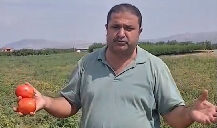 Malatya'da Domates Tarlada Kaldı, Üretici Ücretsiz Dağıttı!