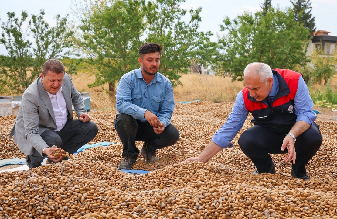 Kayısının Başkentinde Alternatif Ürün Hamlesi: Badem Hasadı Başladı