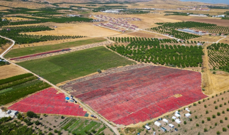 Malatya'da 350 Dekarda Domates Üretimi