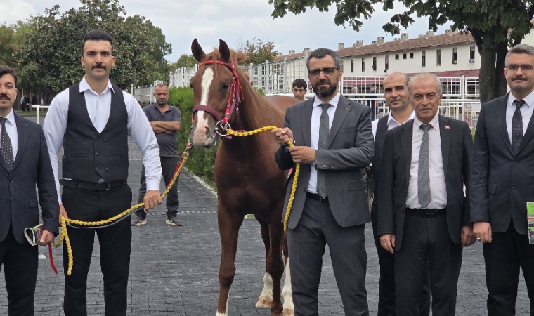 Veliefendi’de Sultansuyu Tayları İçin Milyonlar Yarıştı