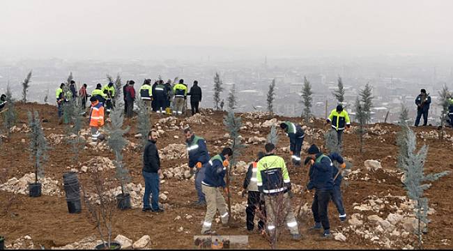 Malatya TOKİ 3. Bölgesi'nde Ağaçlandırma Yapıldı