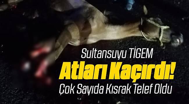 Malatya Sultansuyu Harasında Atlar Kaçtı 