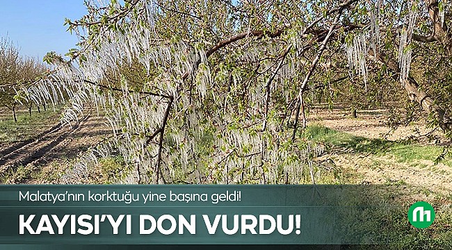 Malatya'da Kayısıyı Don Vurdu! 