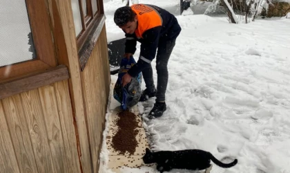 Mardin Büyükşehir’den can dostlara mama desteği