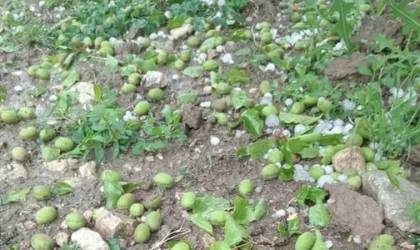 Akçadağ'da Yağan Dolu Kayısı Bırakmadı!