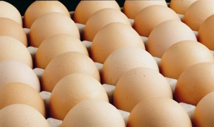 Yumurtacılardan ’yasak’ isyanı