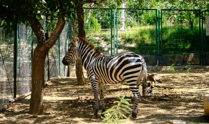 Malatya Hayvanat Bahçesi Doğu Anadolu'da Tek!