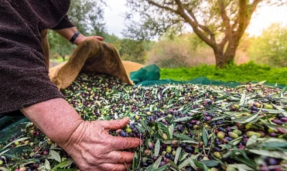 Türkiye’nin Sofralık Zeytin İhracatı 184 Milyon 510 Bin Dolar Oldu
