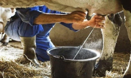 Kasım’da inek sütü miktarı arttı