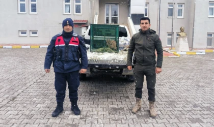 Malatya Arapgir İlçesinde Yaralı Halde Bulundu!