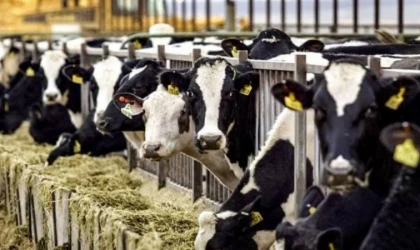Malatya’da Hayvan Yetiştiricilerine Faizsiz Kredi