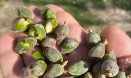 Başkan Özcan; Kayısı Hasar Tespiti Titizlikle Yapılıyor!
