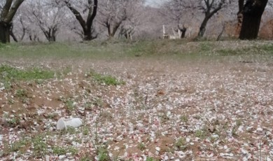 Malatya Valiliği Kayısı Üreticilerini Uyardı! Vakit Kaybetmeden Başvurun!