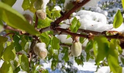 Malatya’da Kayısı İçin Olağanüstü Toplantı!