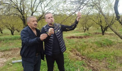 Malatya'da Kayısıyı Dolu Vurdu! MAGİNDER İnceleme Yaptı!