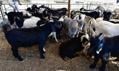 Yeşilyurt’ta Kurban Satış ve Kesim Yerleri Belli Oldu