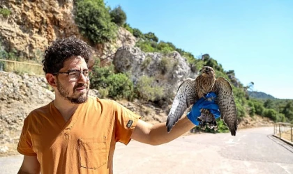 Yetişkinliğe erişen kerkenez yavruları doğal ortamlarına bırakıldı