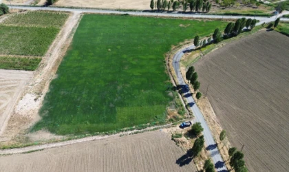 Battalgazi Belediyesi Rulo Çim Üretiyor