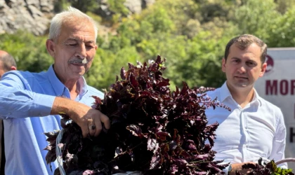 Arapgir’de Mor Reyhan Hasadı Başladı!