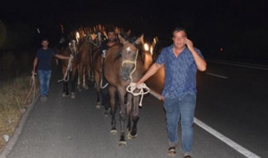 Malatya'da Şampiyon Taylar Asfaltta Koşuyor!
