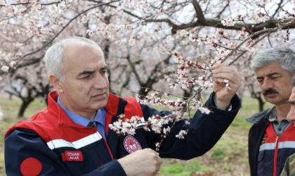 Malatya’da Kayısı Üreticisi’nin Eli Yüreğinde!